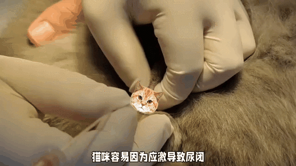 养猫现在赚钱吗游戏截图