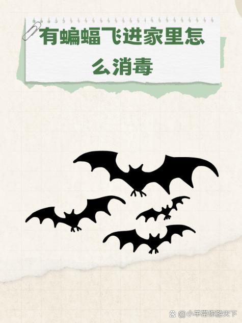 蝙蝠有毒吗?飞家里怎么办缩略图