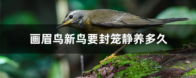 画眉鸟到家要静养几天?图标