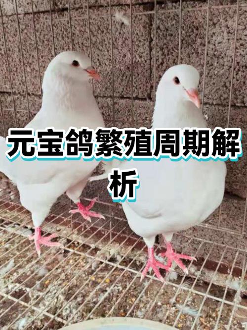 元宝鸽有什么用途缩略图