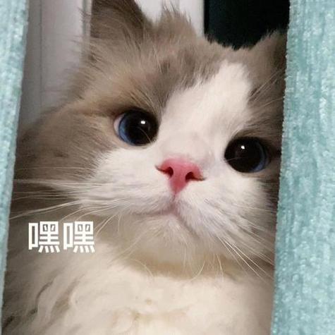 猫猫meme游戏截图