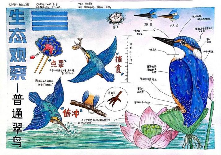 《翠鸟》阅读理解缩略图