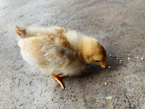 小鸡小鸡吃米吃米缩略图