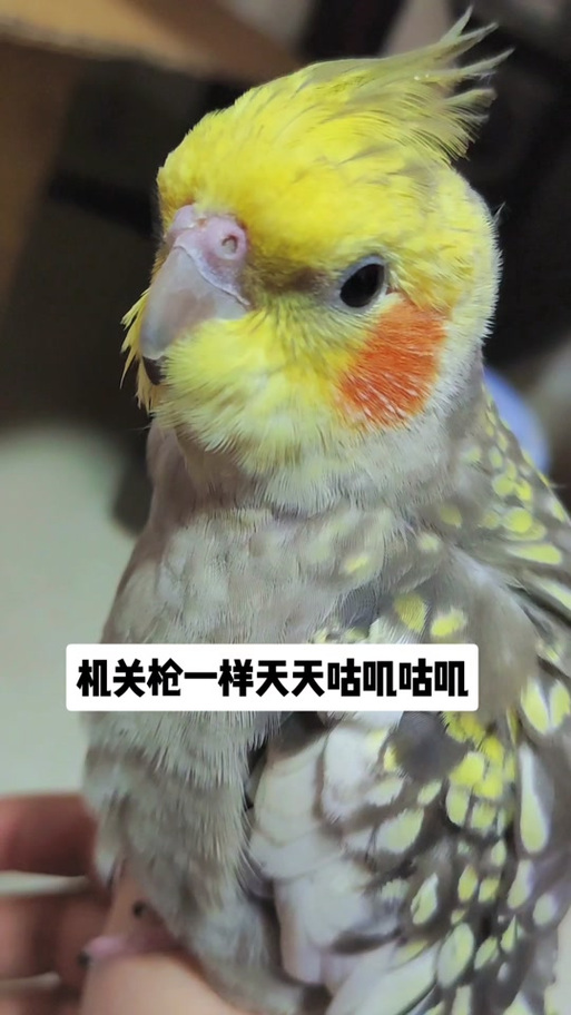 《咕叽咕叽》小鸟歌游戏截图