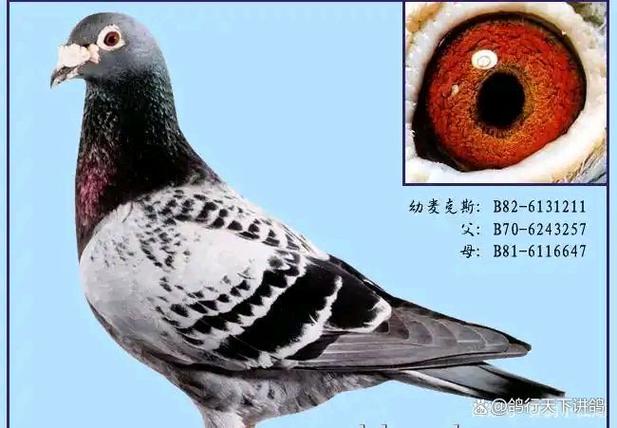 赛鸽趣闻缩略图