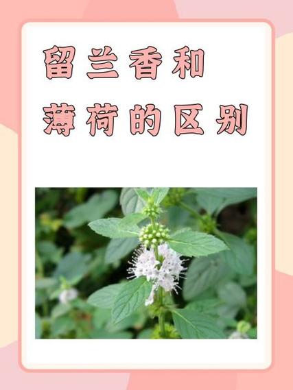 薄荷品种的区别缩略图