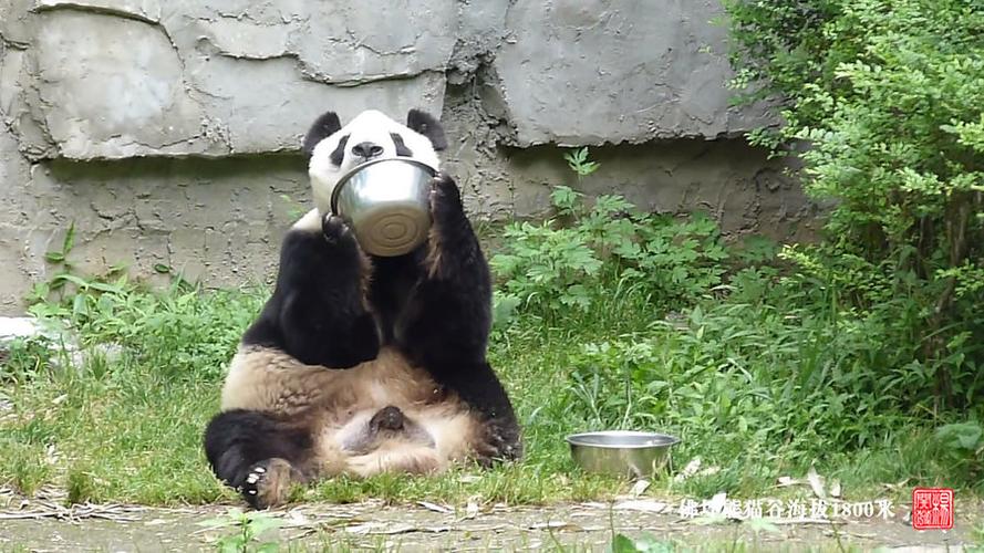 熊猫和猫熊有什么区别缩略图
