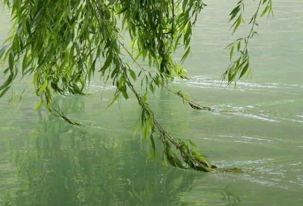 描写春天或杨柳的诗句缩略图