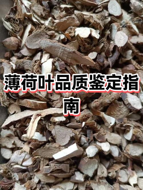 卜荷和薄荷的区分游戏截图