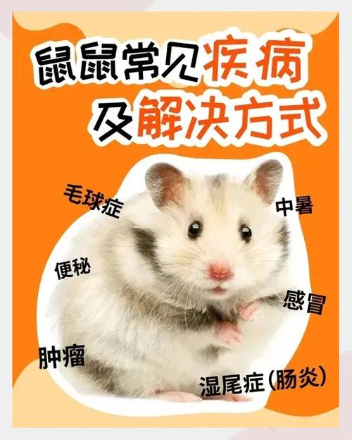 饲养仓鼠对人体有哪些危害缩略图