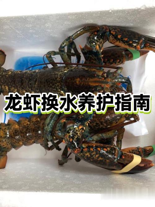 龙虾怎么养殖缩略图