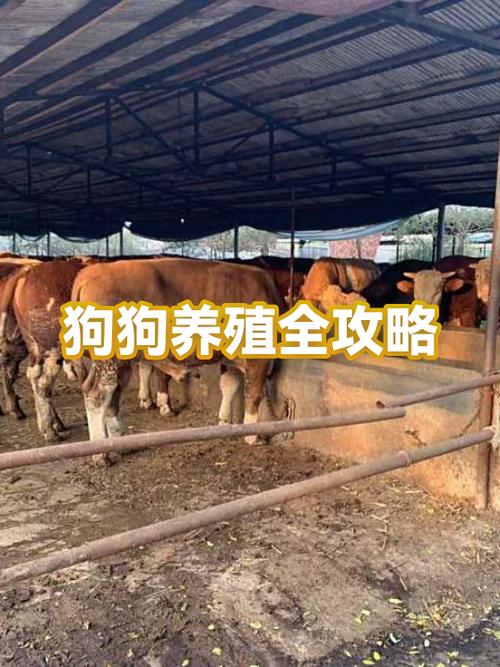 狗养殖的成本与利润缩略图