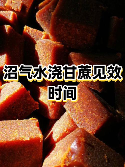 甘蔗多久浇一次水缩略图