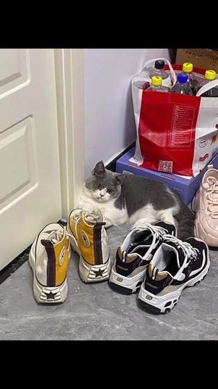 矮脚猫几个月就不长了游戏截图