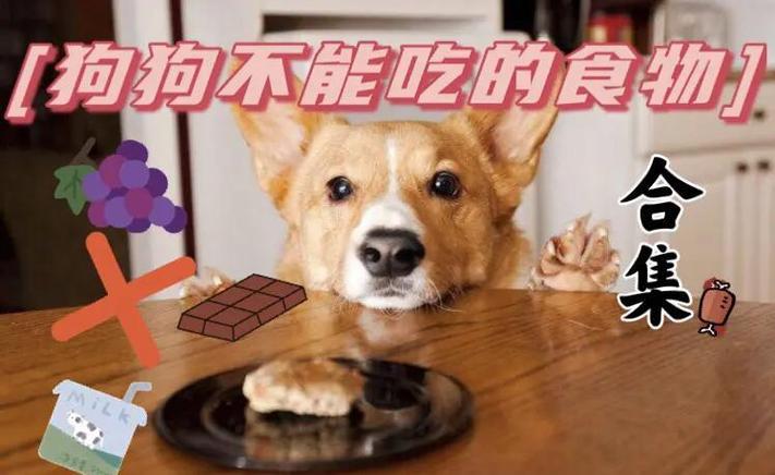 狗能吃草莓不?图标