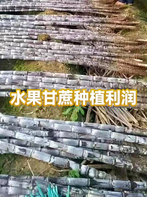 甘蔗利润多少钱一根游戏截图