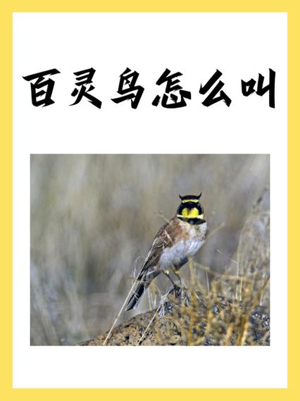 百灵鸟辅助1.10最新版本更新内容缩略图