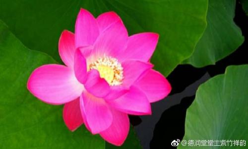 西安终南山紫竹林寺宽印缩略图