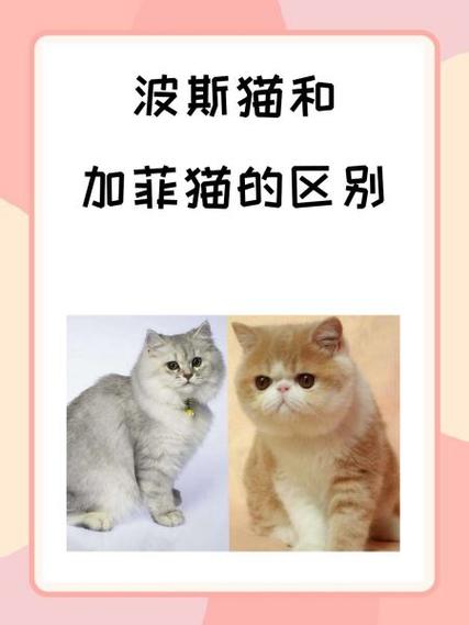 加菲猫洗澡多少钱一次缩略图