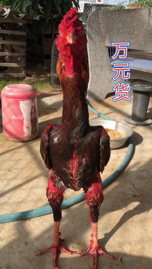 斗鸡一般多少钱一只缩略图
