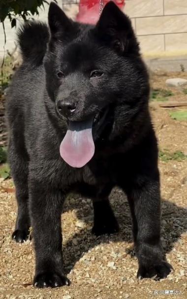 土猎犬缩略图