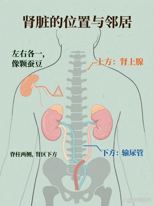 肾在人体哪个位置图片游戏截图