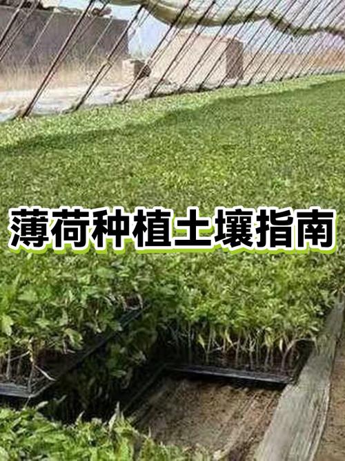 薄荷用什么土壤种植好缩略图