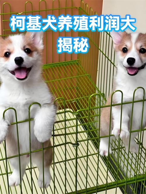 100只狗一年的利润缩略图