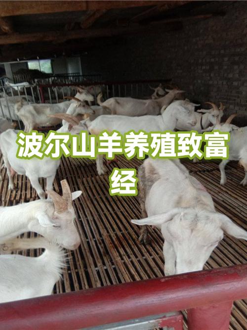 养殖羊赚钱吗缩略图