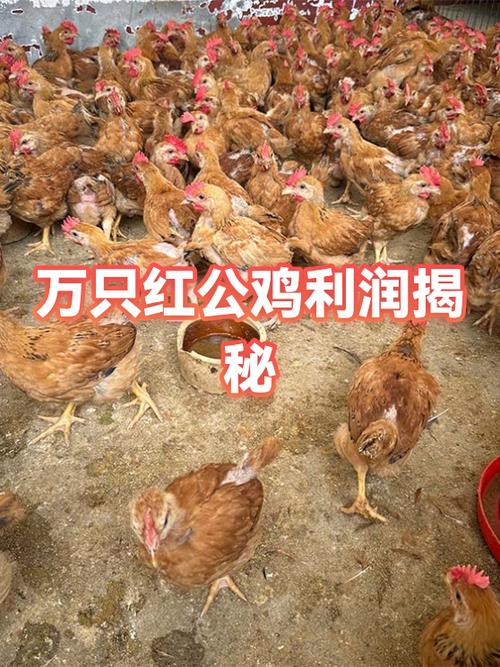 红公鸡养殖成本和利润游戏截图