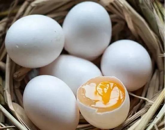 一个鸽子一年可以下多少个蛋游戏截图