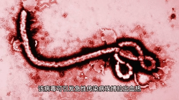 所有病毒排名缩略图
