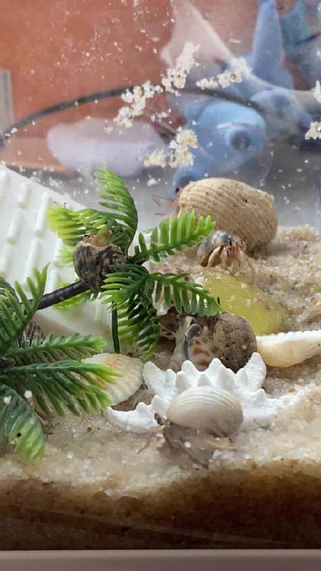 开心水族箱寄居蟹缩略图