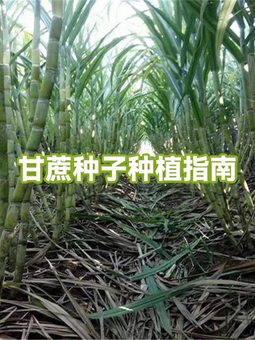 甘蔗有种子吗缩略图