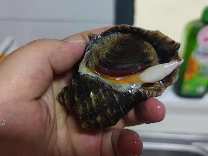 如何去除海螺壳的腥臭味缩略图