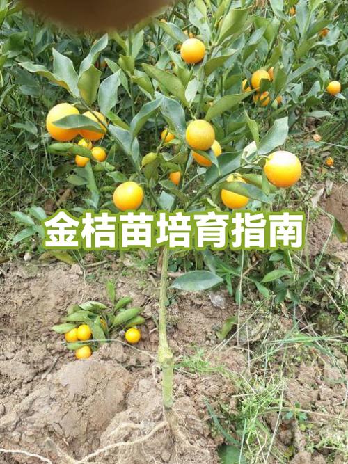 金桔一亩利润缩略图
