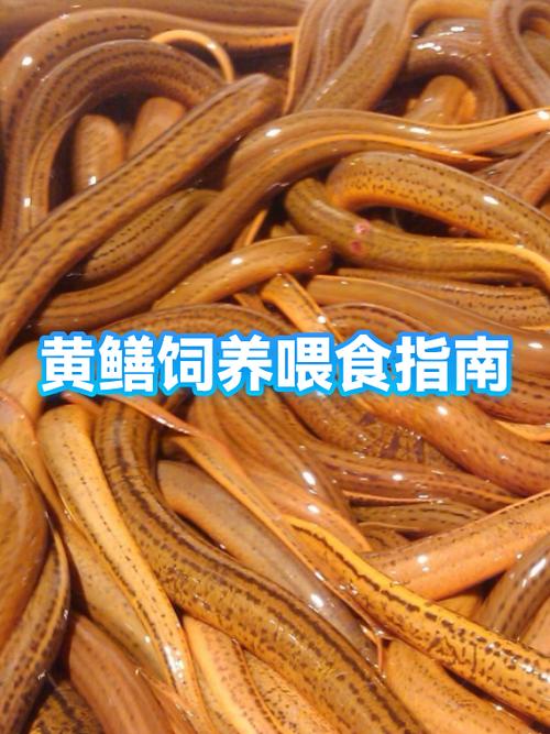 农广天地黄鳝养殖视频缩略图