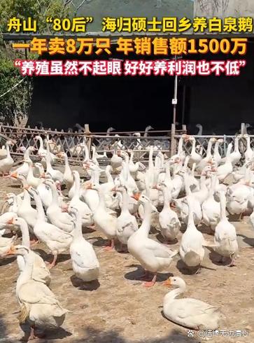 养大鹅一年能挣多少钱缩略图