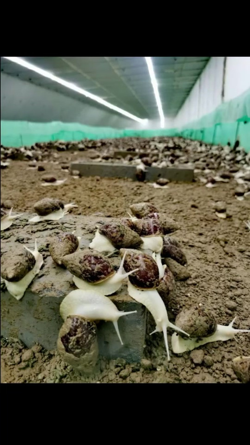 附近蜗牛养殖基地游戏截图