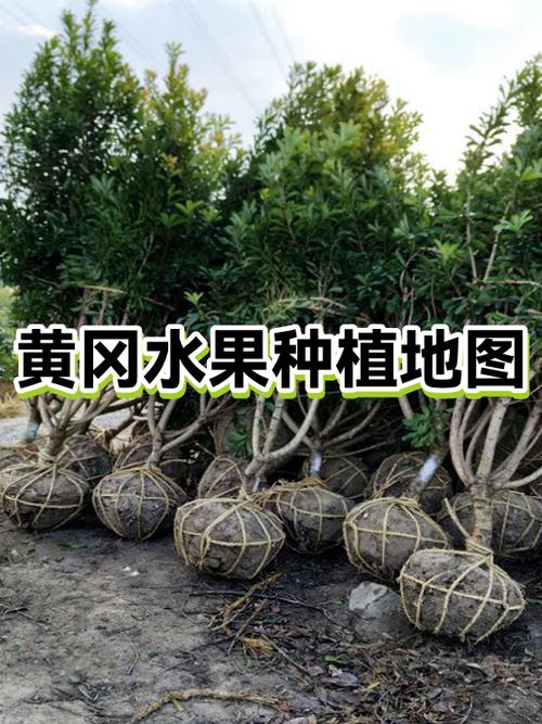 黄冈推广软件桃子香蕉猴子游戏截图