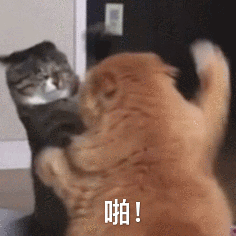 搞笑表情动图缩略图