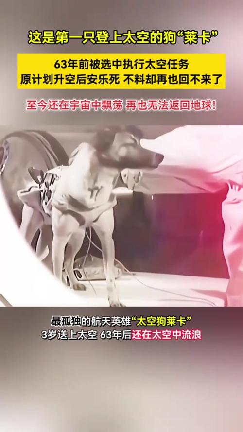 徕卡星球分红狗缩略图