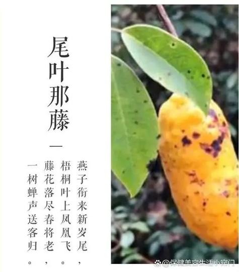 九牛造法术口诀缩略图