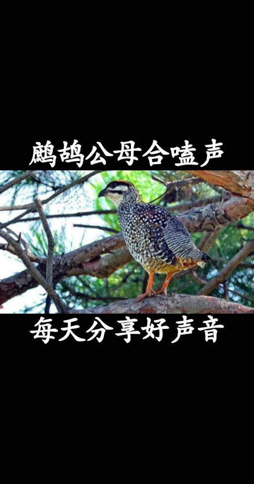 母鹧鸪引公鹧鸪叫音图标