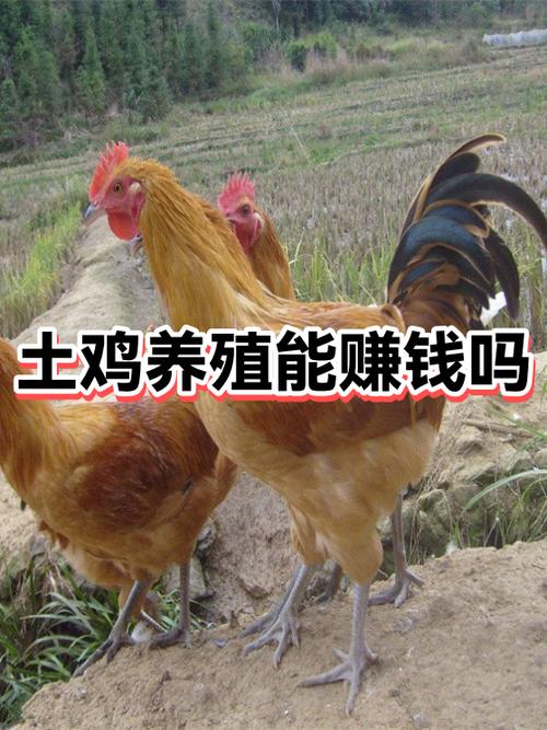 养土鸡能赚钱吗缩略图