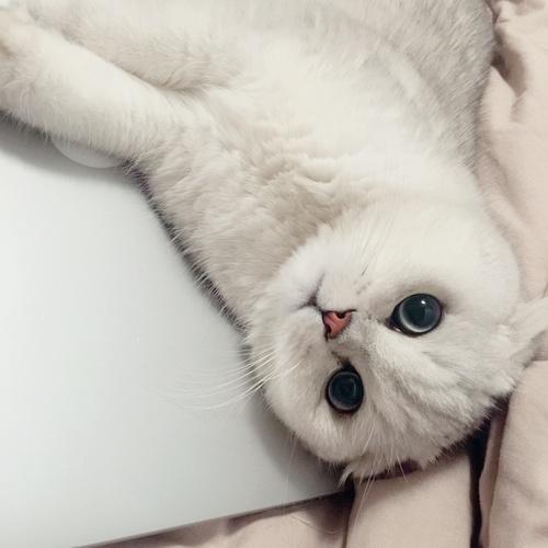 银渐层折耳猫寿命一般多少年缩略图