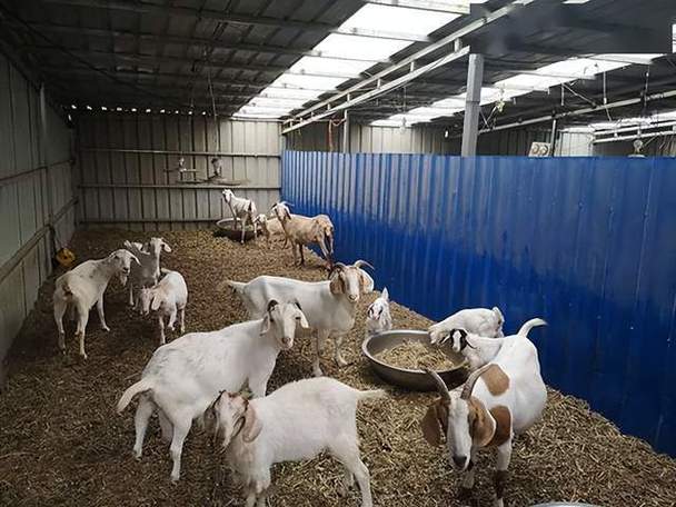 5亩养殖羊一年利润游戏截图