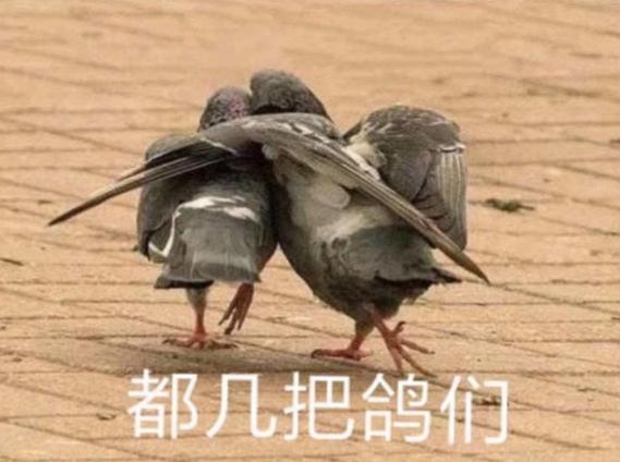鸽子图片 表情包游戏截图
