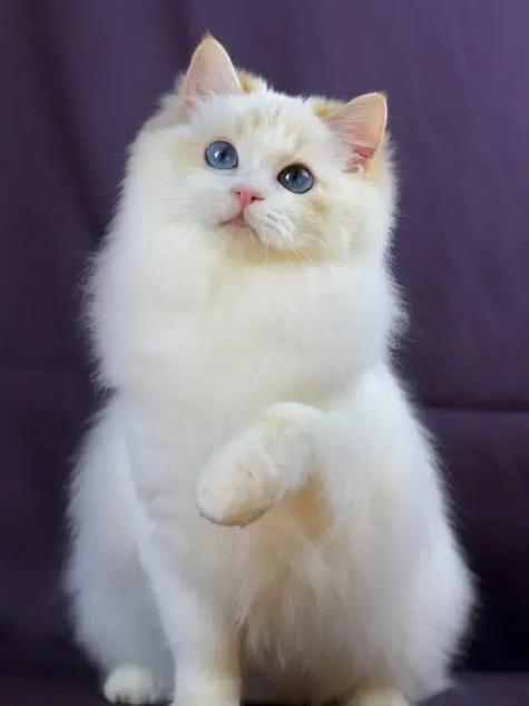 火焰猫多少钱一只游戏截图