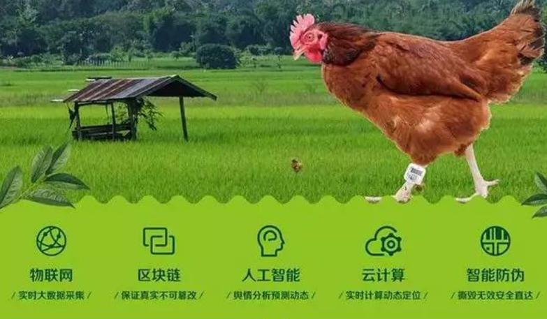 京东区块链养鸡游戏截图